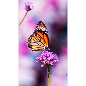 NEC Display MultiSync UN552VS 1397 mm LCD Digital Signage Display - Super In-plane Switching (S-IPS) Technology - 1920 x 1