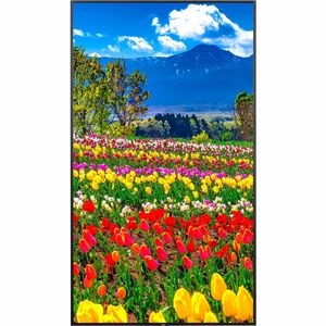 Sharp NEC Display 75" Ultra High Definition Professional Display - 75" (1905 mm) LCD - In-plane Switching (IPS) Technology