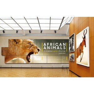 Samsung VH55T-E 55" LCD Digital Signage Display - 1920 x 1080 - 700 cd/m² - 1080p - USB - HDMI - DVI - Serial - Ethernet