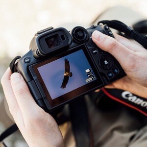 Canon EOS R7 32.5 Megapixel Mirrorless Camera Body Only - CMOS Sensor - 7.5 cm (3") Touchscreen LCD - Electronic Viewfinde