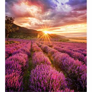Samsung IF015H-E 71.9 cm (28.3") LCD Digital Signage Display - High Dynamic Range (HDR) - 320 x 360 - LED - 600 cd/m²
