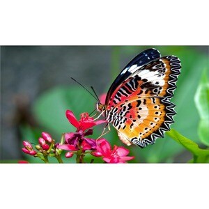 NEC Display MultiSync UN492S 124.5 cm (49") LCD Digital Signage Display - 1920 x 1080 - Edge LED - 700 cd/m² - 1080p - HDM